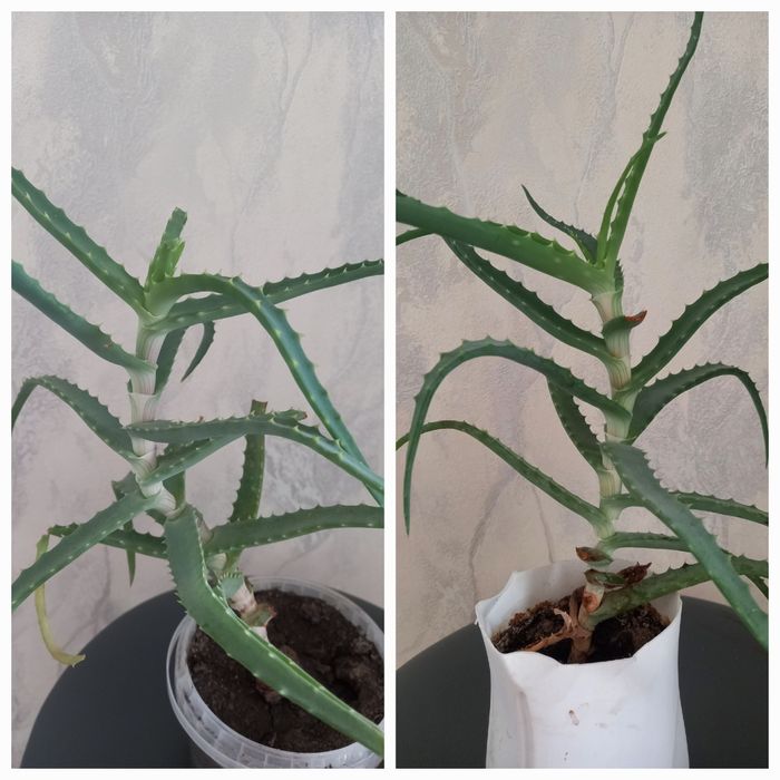 Продам лечебное алоэ.