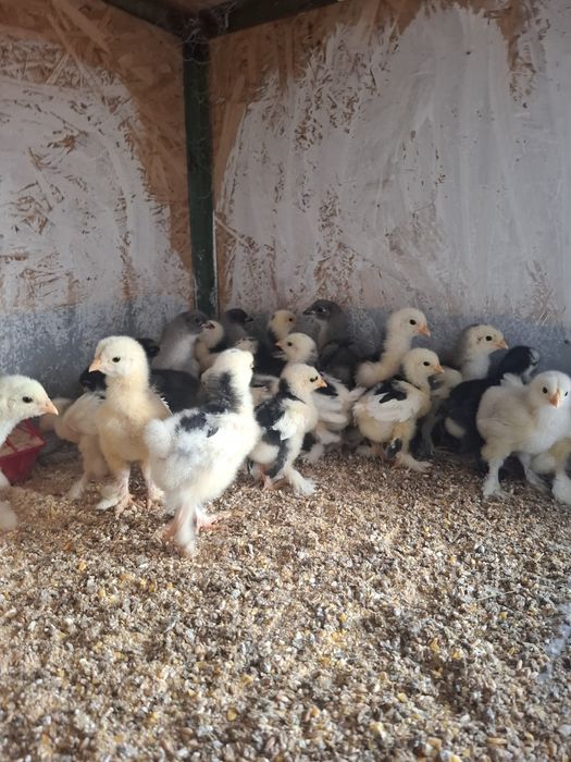 Disponibile găini ouă și puii brachma