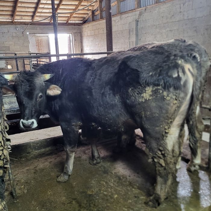 Продам 12 голов быков