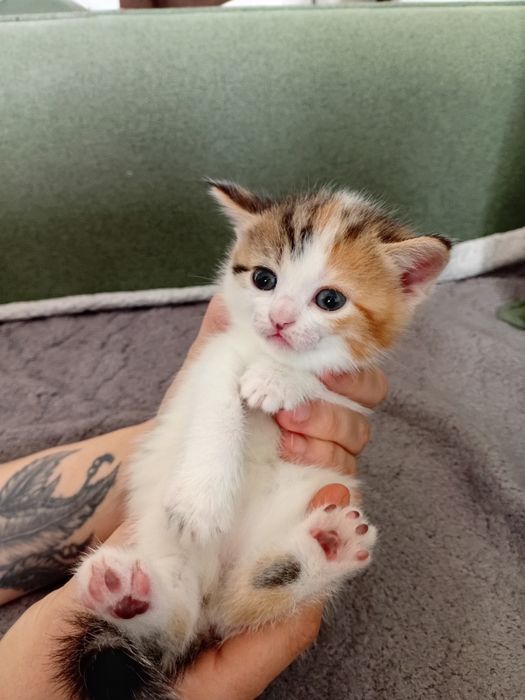 Котята шотландцы