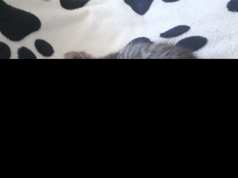 Кошка 1 месяц девочка