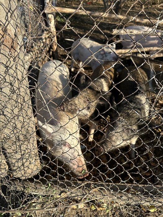 Поросята 9-10 месяцев