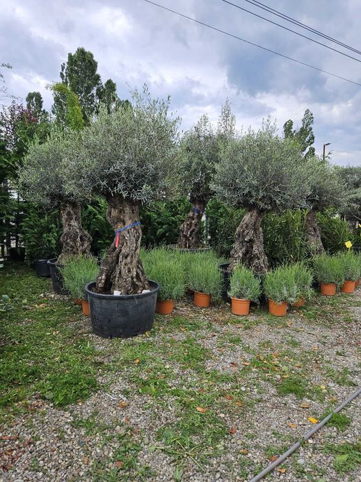 Plante Ornamentale Viguroase – Design Verde cu Stil