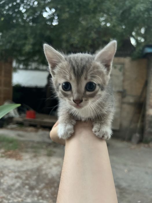 Отдам бесплатно котят