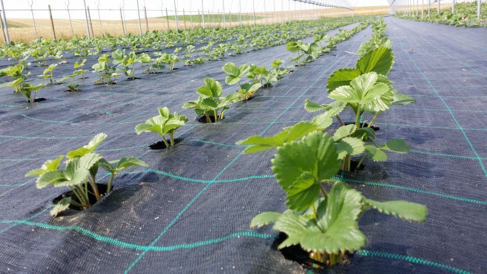 Folie Mulcire/Agrotextil 2x100ml=480lei;100gr/mp; Marcaje Verzi