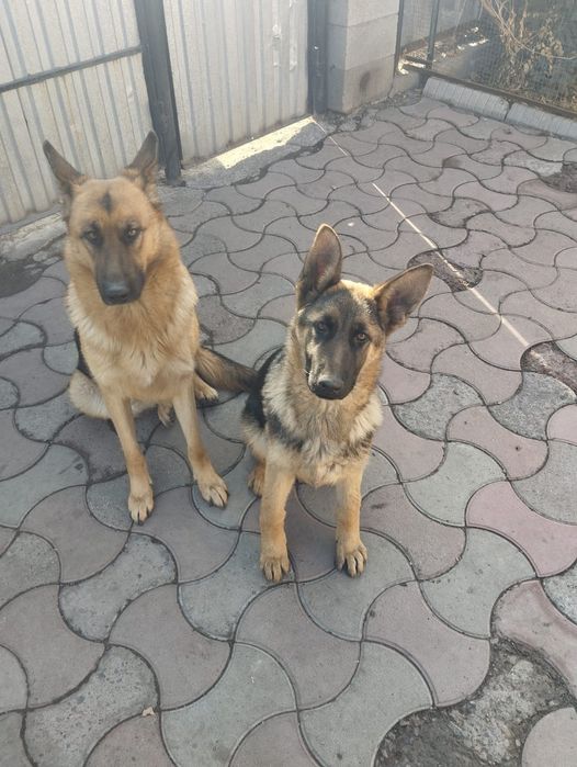 Продам немецкую овчарку