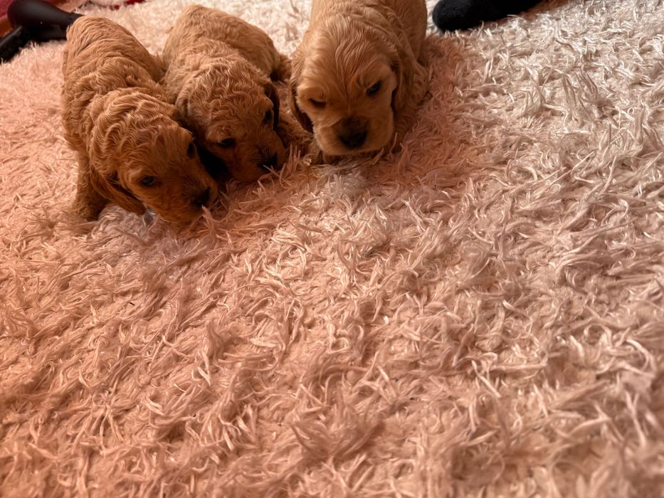 Кокер Шпаньол Английски