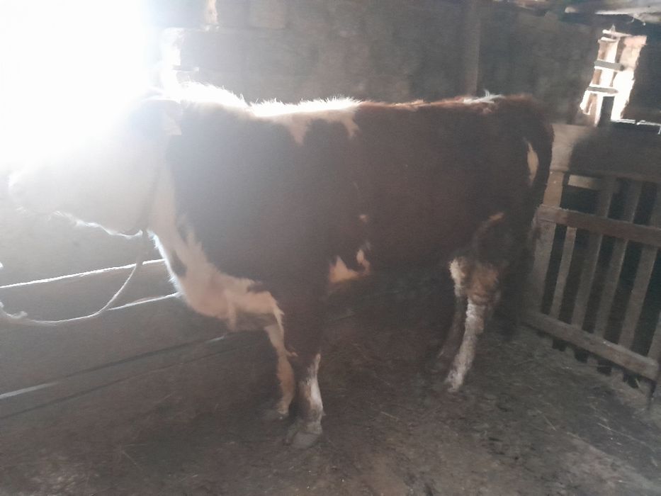 1,5 жасар Бұқалар сатылады