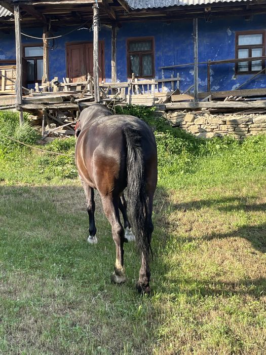 Vand cal  vârsta 10 ani