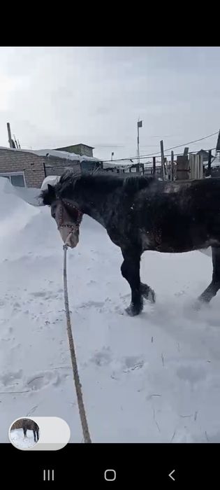 Продам кабылу и двух жеребцов