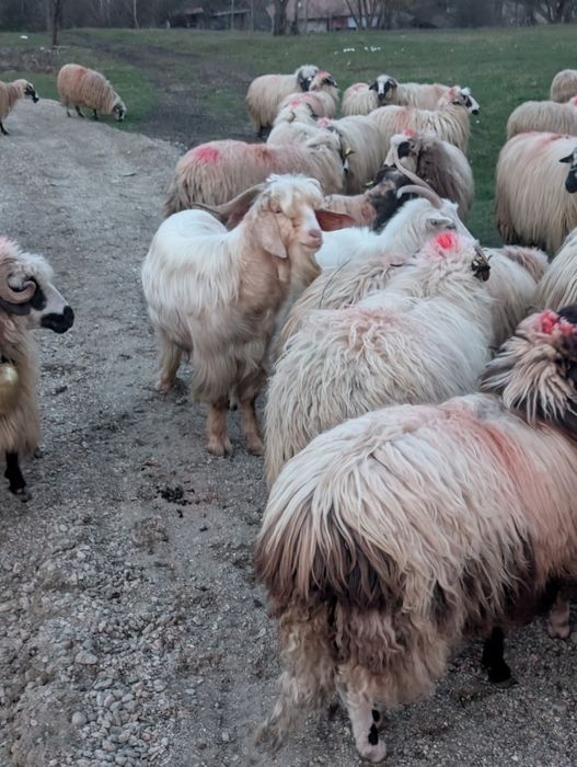 O capră și un țap de 2 ani