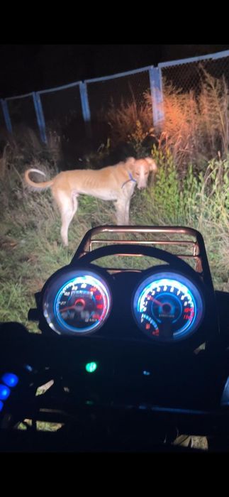 Продам кобель тазы