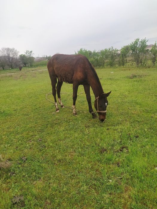 2 жасар кунандар сатылады