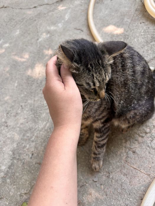 Толстый и ласковый кот Юрка