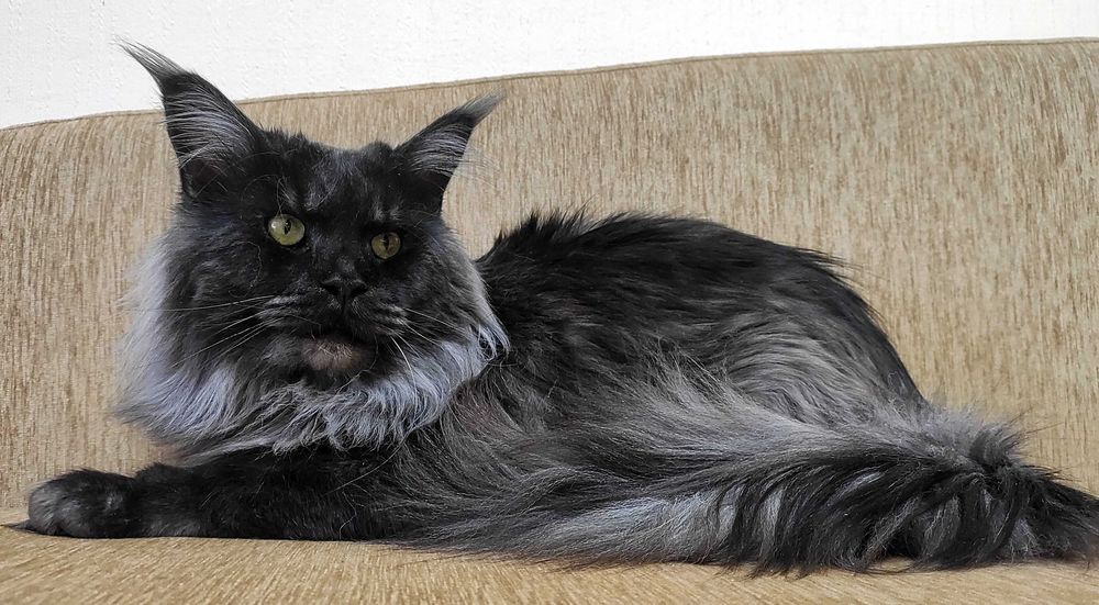 ATHENA – Maine Coon femelă f22, pedigree | www.lynxrunecode.com