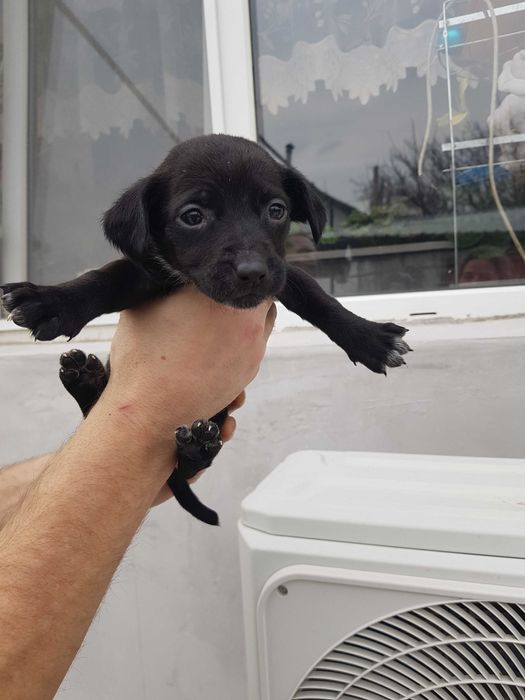 отдам бесплатно в добрые руки