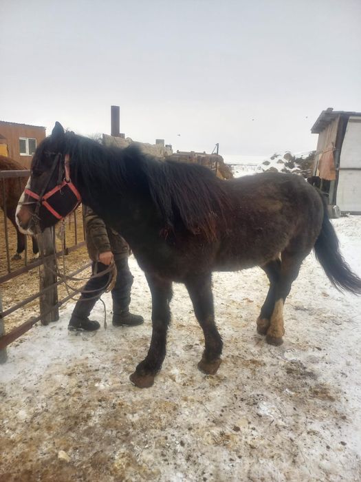 Продам жеребца обученного