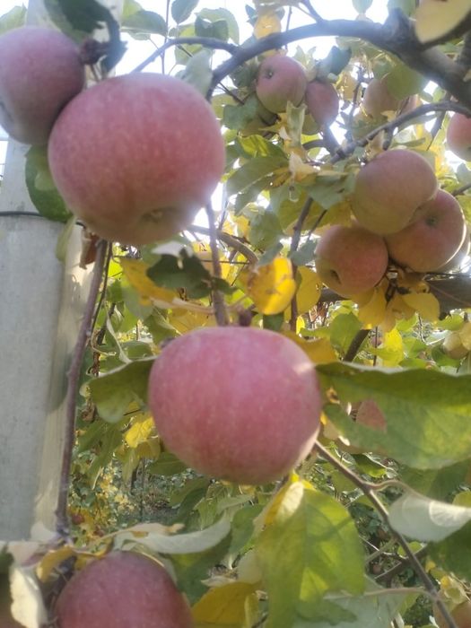 Яблоко свежее 1 сорт, урожай 2025г