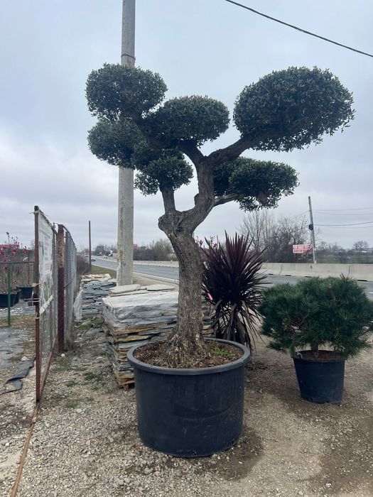 Maslin bonsai și plante ornamentale