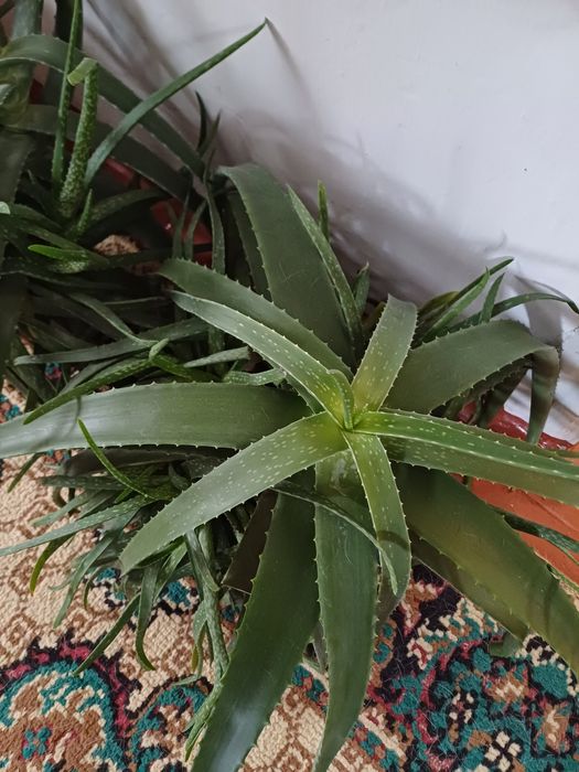 Продам АЛОЭ..- вера