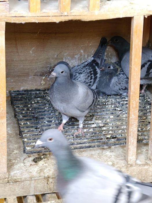 Vand porumbei pui și bătrâni