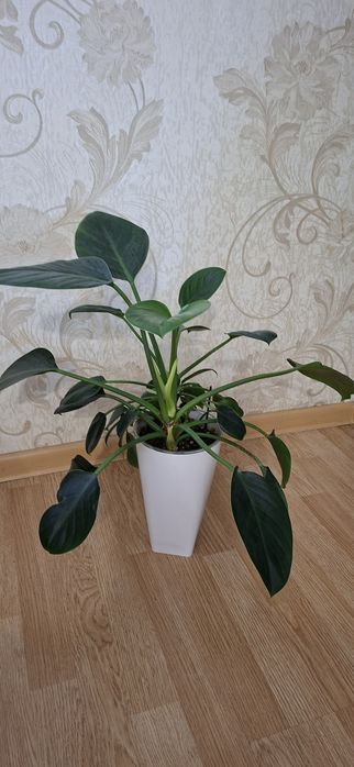 Продам филодендрон