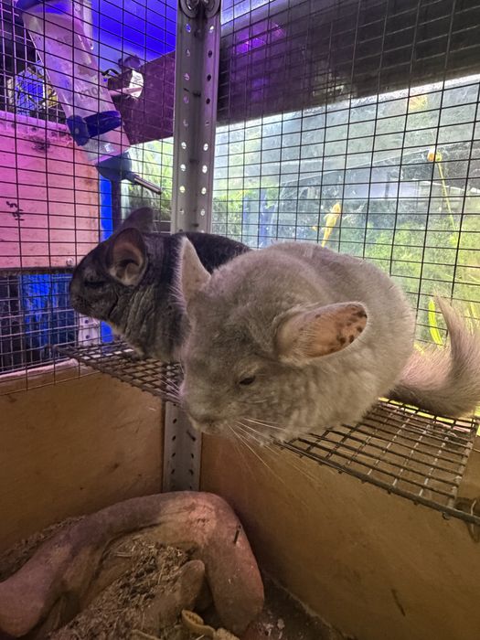 Продаются шиншиллы