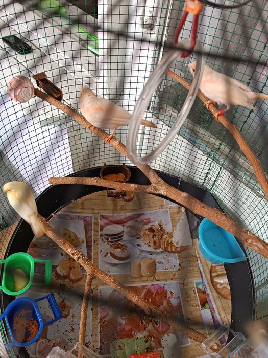 Канарейки Мозайки !!!