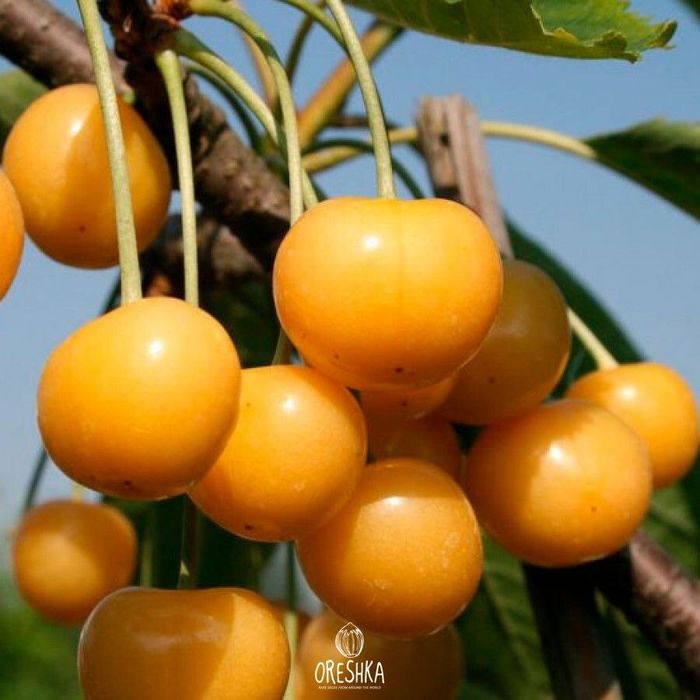 Котта дарахтлар.сотуви