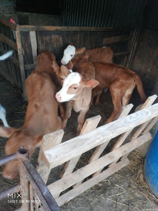 Vițele și viței 1-2 săptămâni