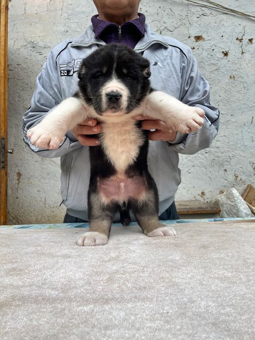 Шенок Алабая ( супер гигант ) чистокровный