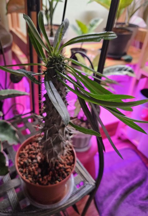 Продам комнатные растения