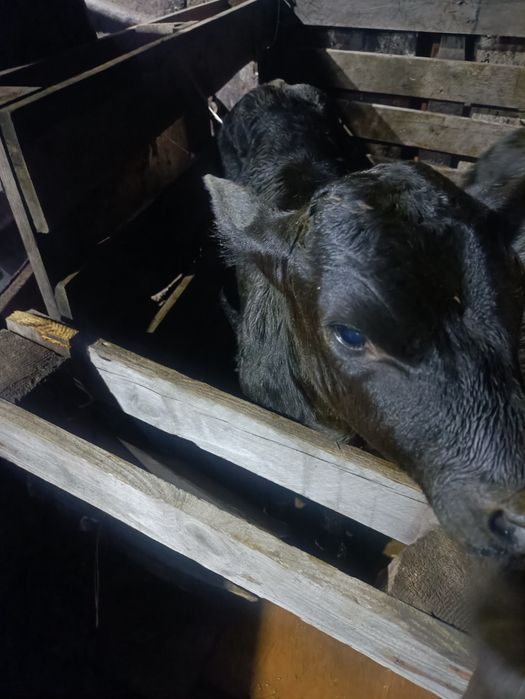 Продаю телят 10 дневных