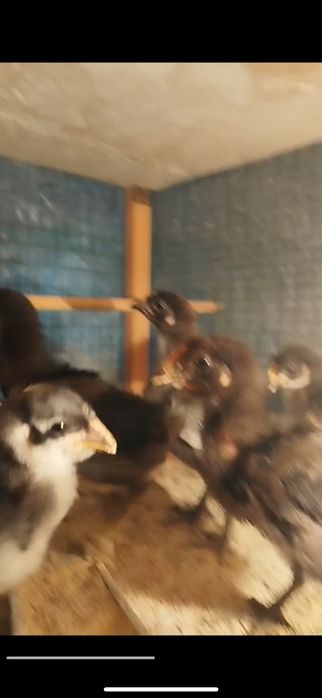 Кора шахзода жужалари