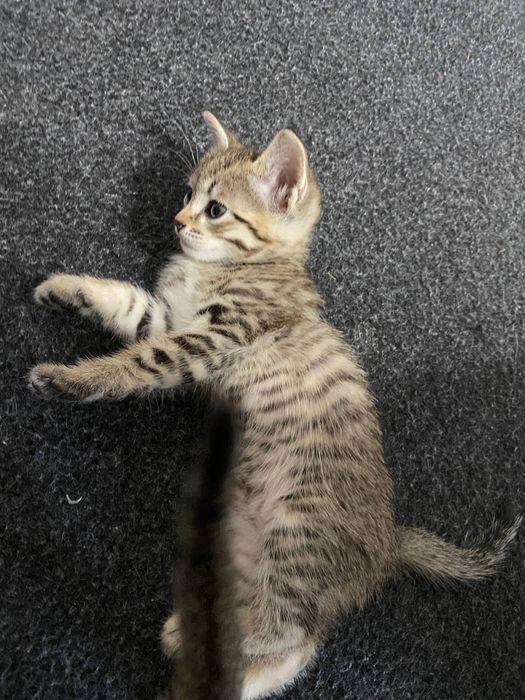 Mushukchalar sotiladi 4 ta