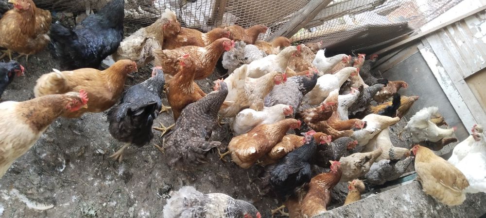 Продам кур домашние