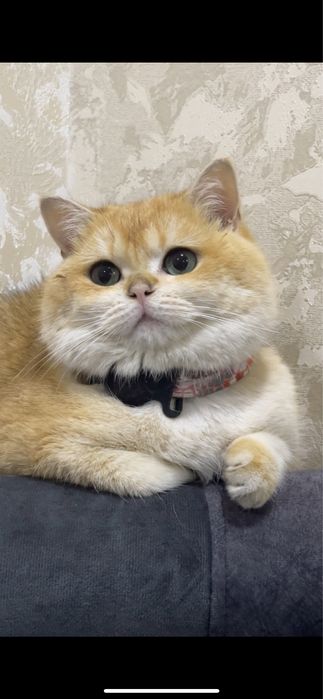 vyazkaga britanskaya zalataya shinshilla 1,5 yosh soglom emlangan