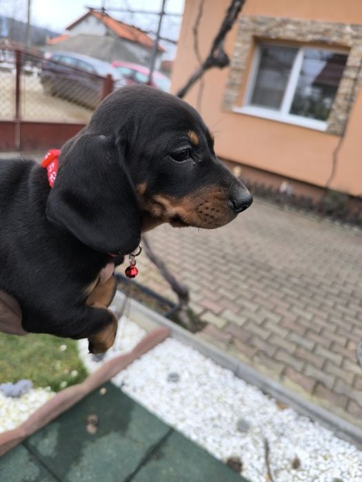 Teckel negru standard