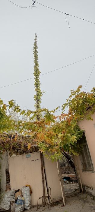 Glitsina глициния guli (faqat optomga)