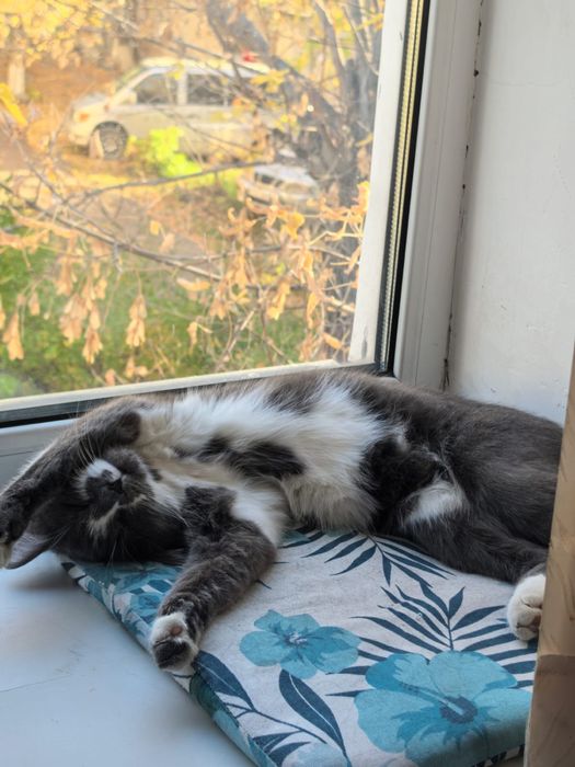 Отдам котиков в добрые руки