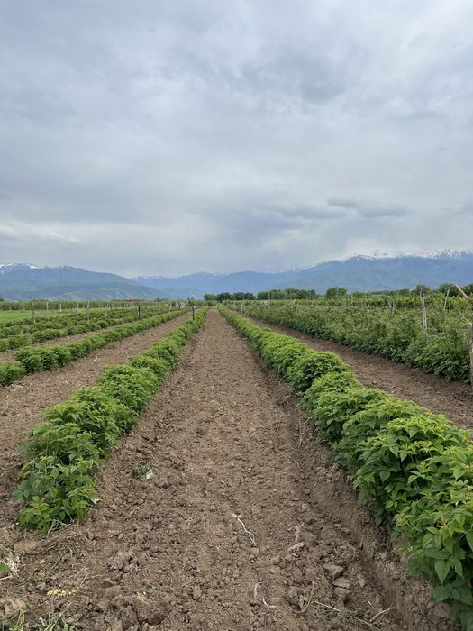Продам саженцы малины бабье лето
