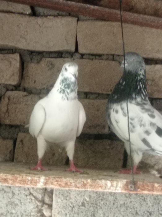 Продаются домашние голуби