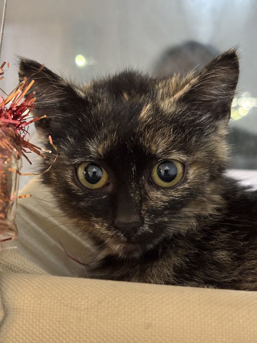 Отдам красивую кошечку