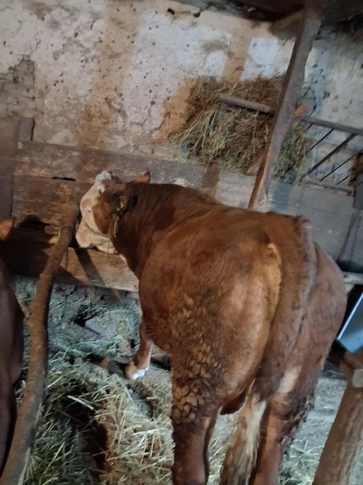 Taur baltata Romaneasca