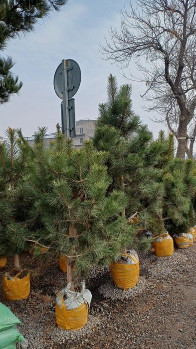 Кипарис kipar аризонский маржвеник туя голт туя  крим сасна арча archa