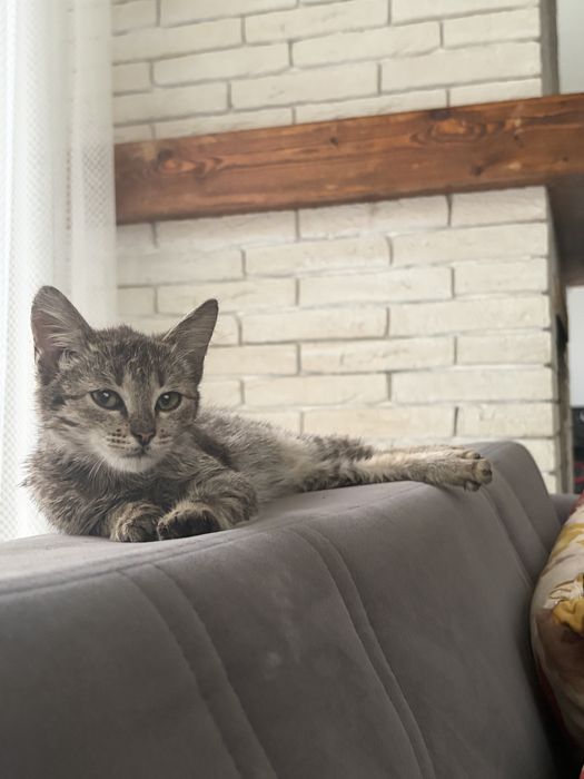 Котята ищут  дом