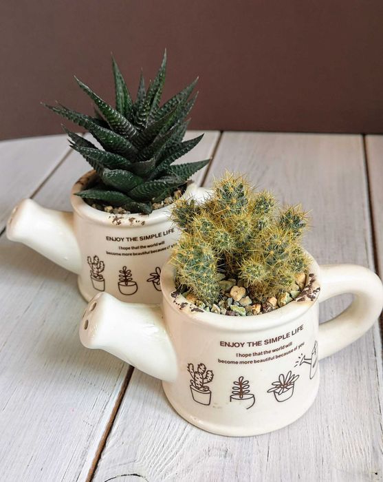 Хавортия лимолистная