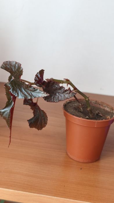 Продам цветы разные