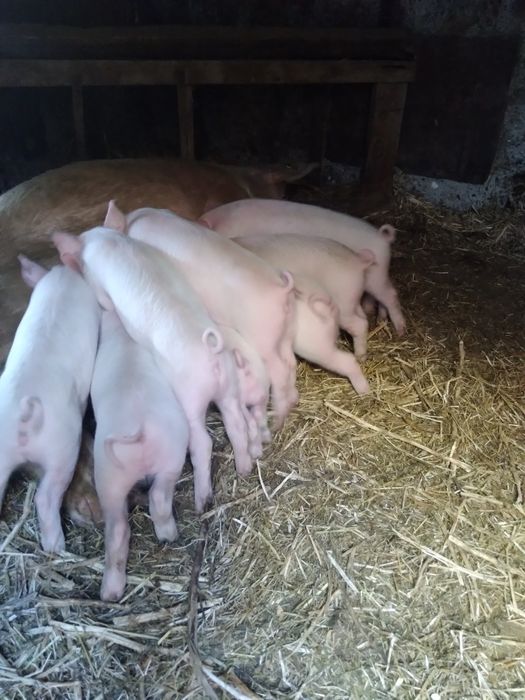 Продам поросят..