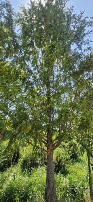 Метасеквойя — живая легенда